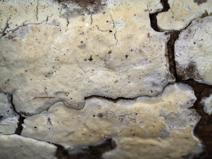 Piccola crosta su Ginestra (Hyphodontia juniper)